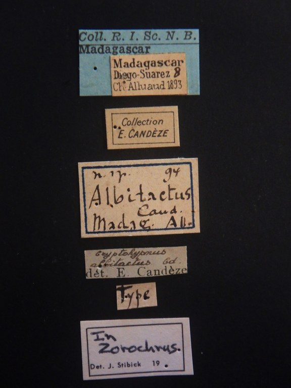 Cryptohypnus albitactus Labels.JPG