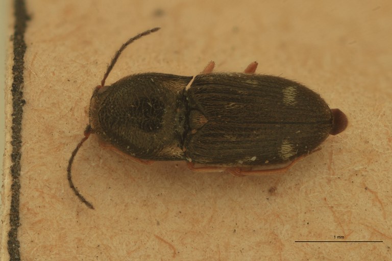 Cryptohypnus albitactus St D.jpg Cryptohypnus albitactus St D.jpg