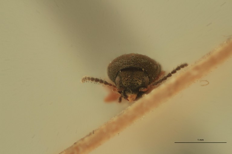 Cryptohypnus albitactus St F.jpg Cryptohypnus albitactus St F.jpg