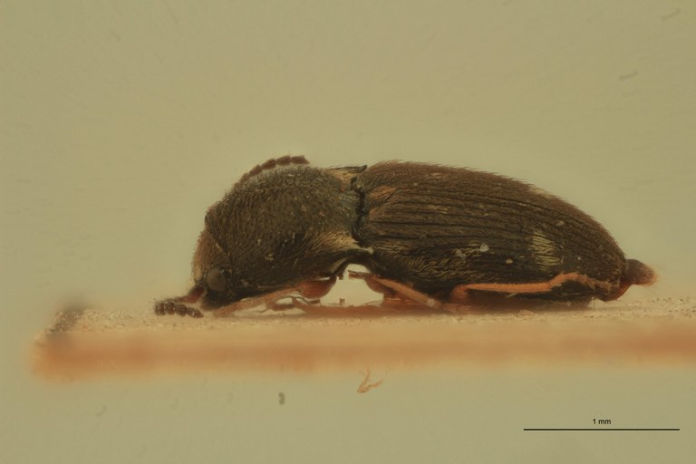 Cryptohypnus albitactus St L.jpg Cryptohypnus albitactus St L.jpg