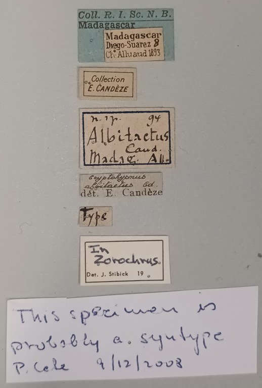 Cryptohypnus albitactus St Labels.jpg Cryptohypnus albitactus St Labels.jpg