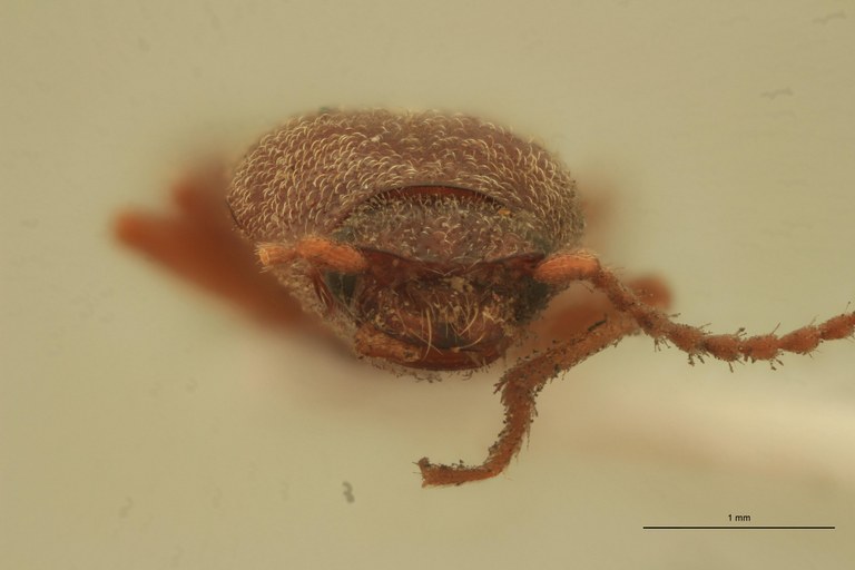 Cryptohypnus andicola Plt F.jpg Cryptohypnus andicola Plt F.jpg