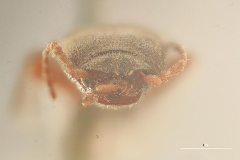 Cryptohypnus andicola Lt F.jpg