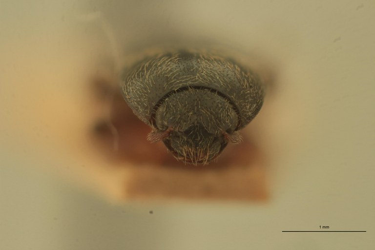 Cryptohypnus balassogloi Lt F.jpg