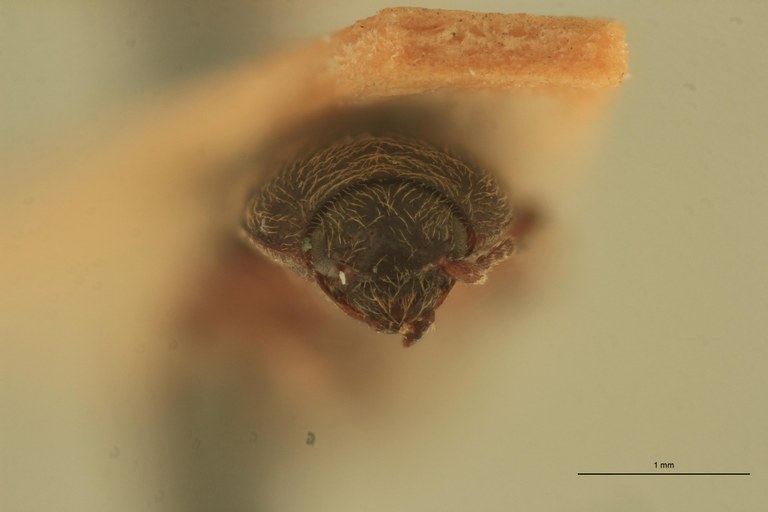 Cryptohypnus balassogloi Plt F.jpg