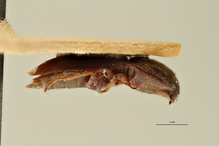 Cryptohypnus balassogloi pt L ZS PMax Scaled.jpeg