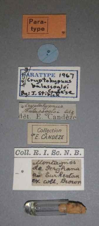 Cryptohypnus balassogloi pt Lb.jpg