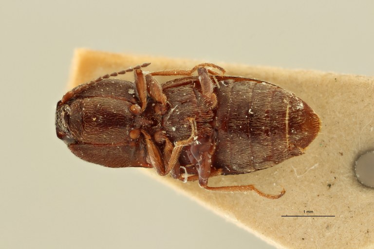 Cryptohypnus balassogloi pt V ZS PMax Scaled.jpeg