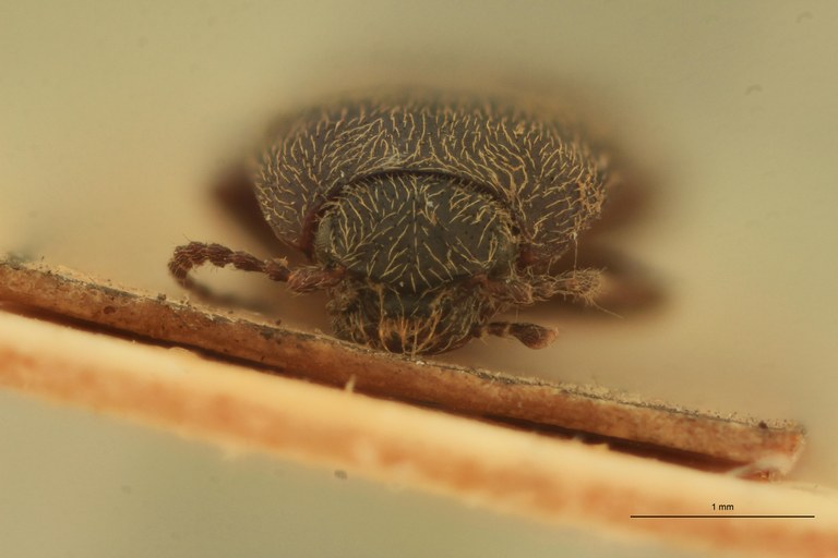 Cryptohypnus cachemirensis Lt F.jpg Cryptohypnus cachemirensis Lt F.jpg
