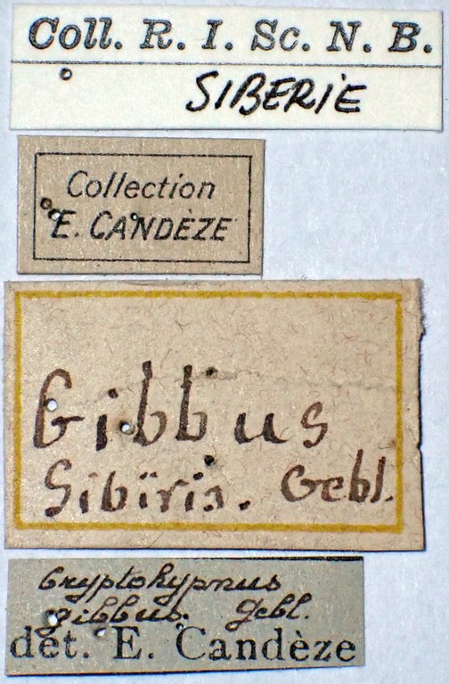Cryptohypnus gibbus labels