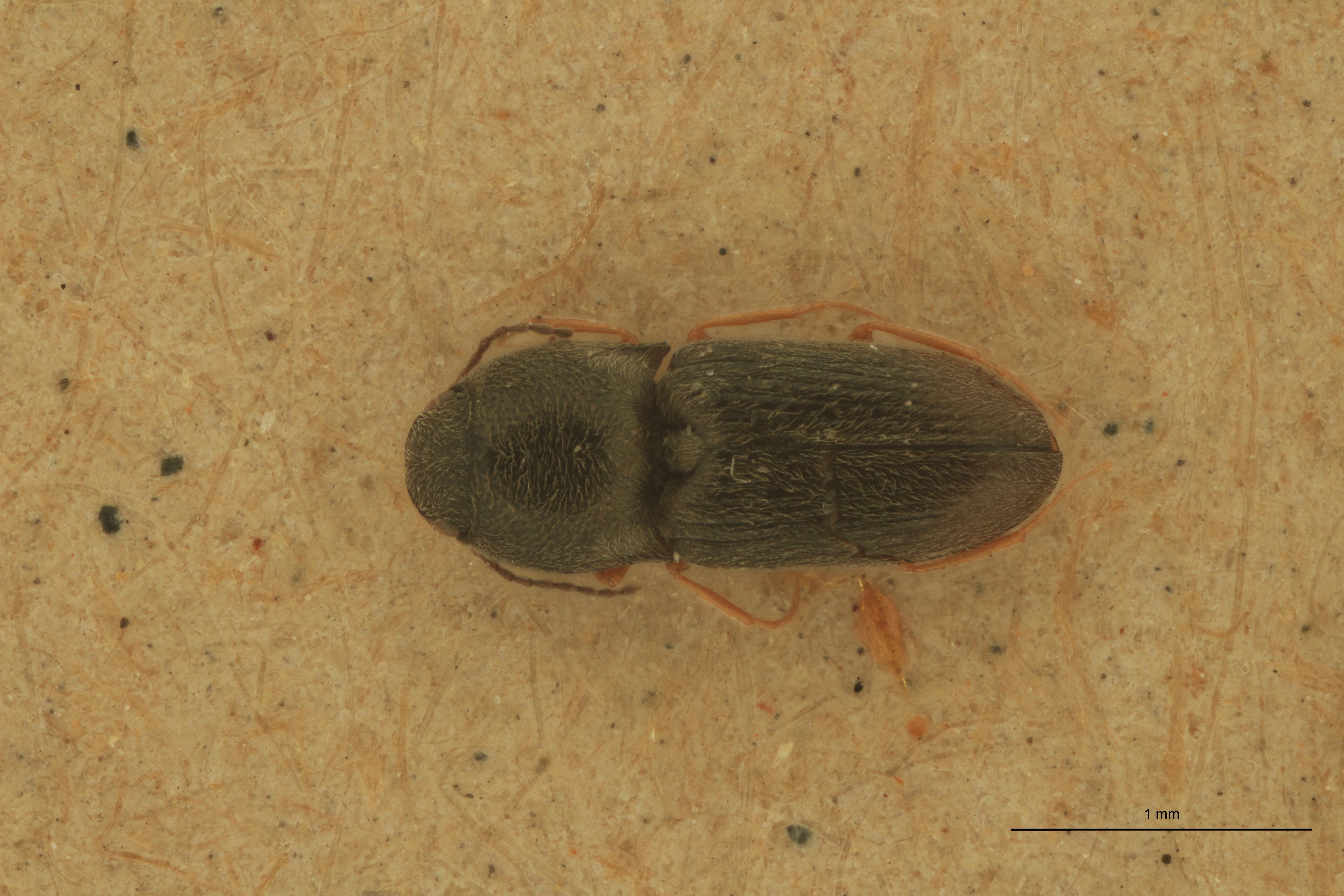 Cryptohypnus pulvereus Plt D.jpg