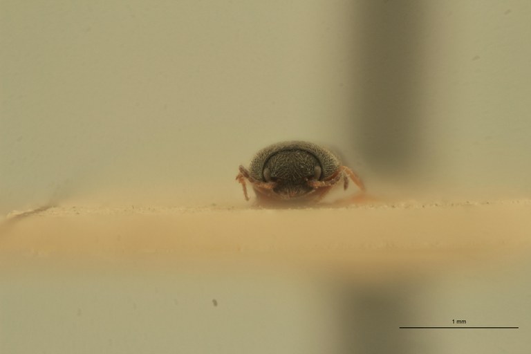 Cryptohypnus pulvereus Plt F.jpg