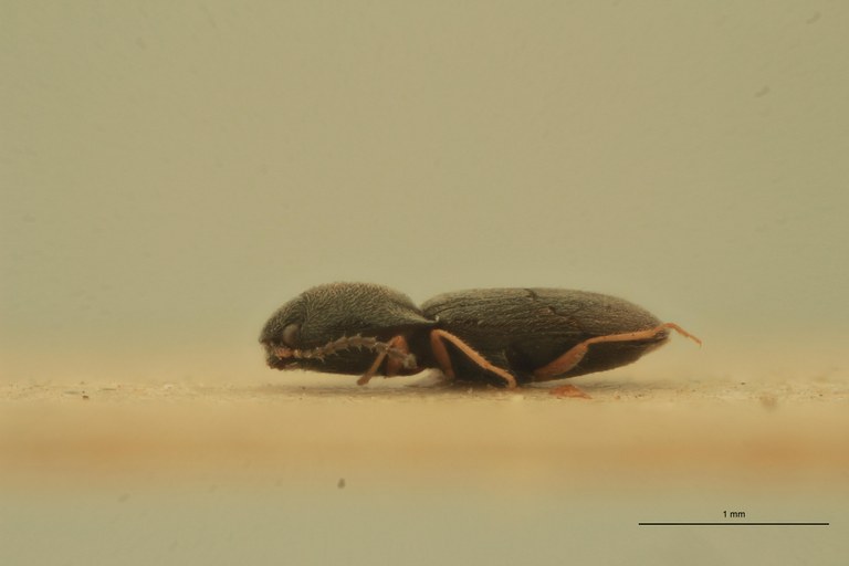 Cryptohypnus pulvereus Plt L.jpg