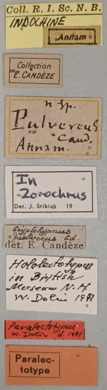 Cryptohypnus pulvereus Plt Labels.jpg