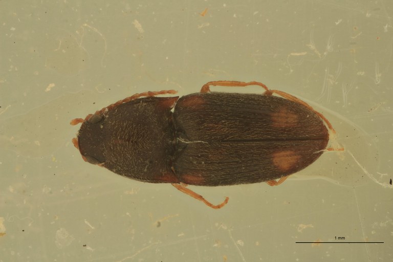 Cryptohypnus quadritactus Ht D.jpg