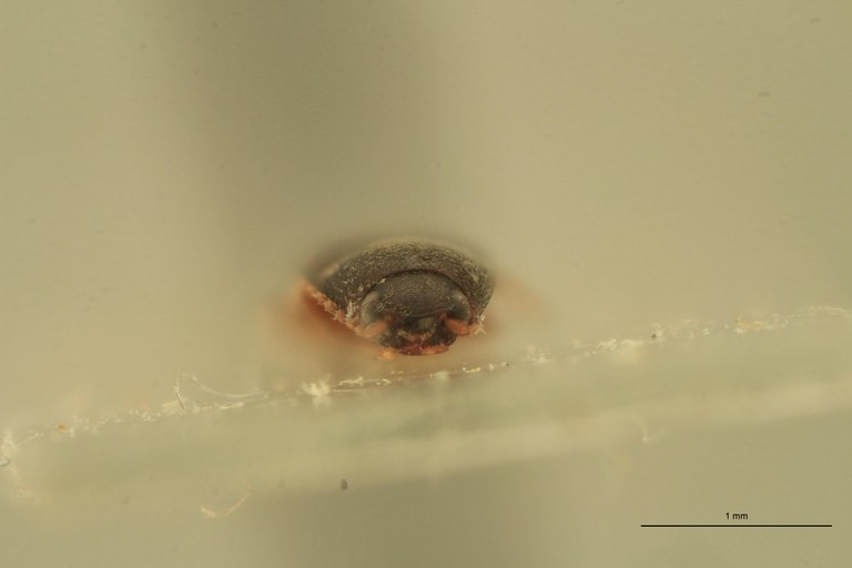 Cryptohypnus quadritactus Ht F.jpg