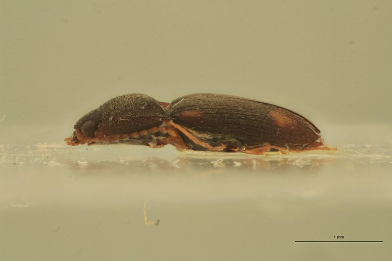 Cryptohypnus quadritactus Ht L.jpg