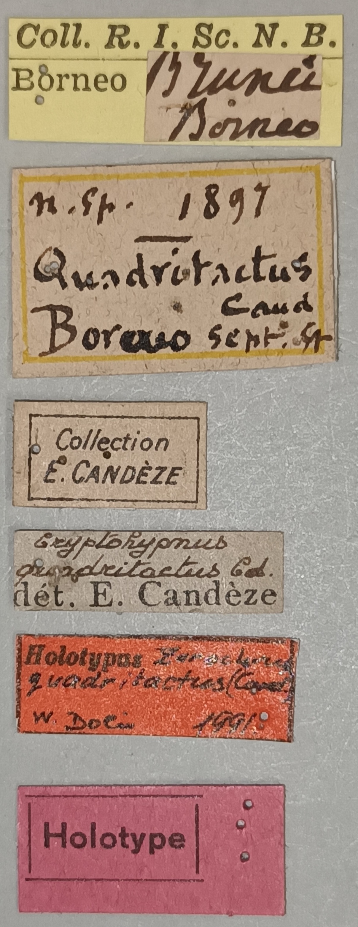 Cryptohypnus quadritactus Ht Labels.jpg