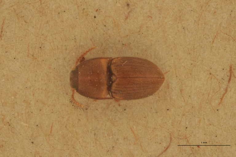Cryptohypnus scitus T D.jpg Cryptohypnus scitus T D.jpg