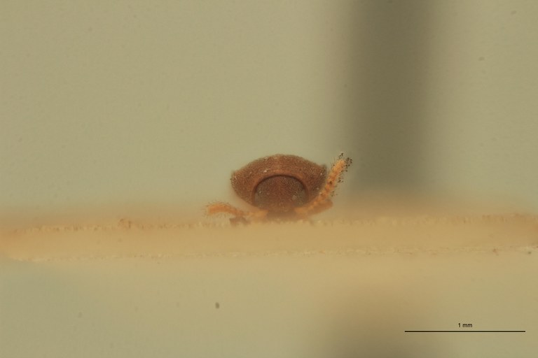 Cryptohypnus scitus T F.jpg Cryptohypnus scitus T F.jpg