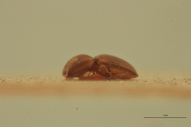 Cryptohypnus scitus T L.jpg Cryptohypnus scitus T L.jpg