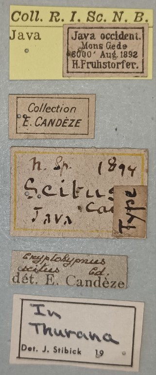 Cryptohypnus scitus T Labels.jpg Cryptohypnus scitus T Labels.jpg