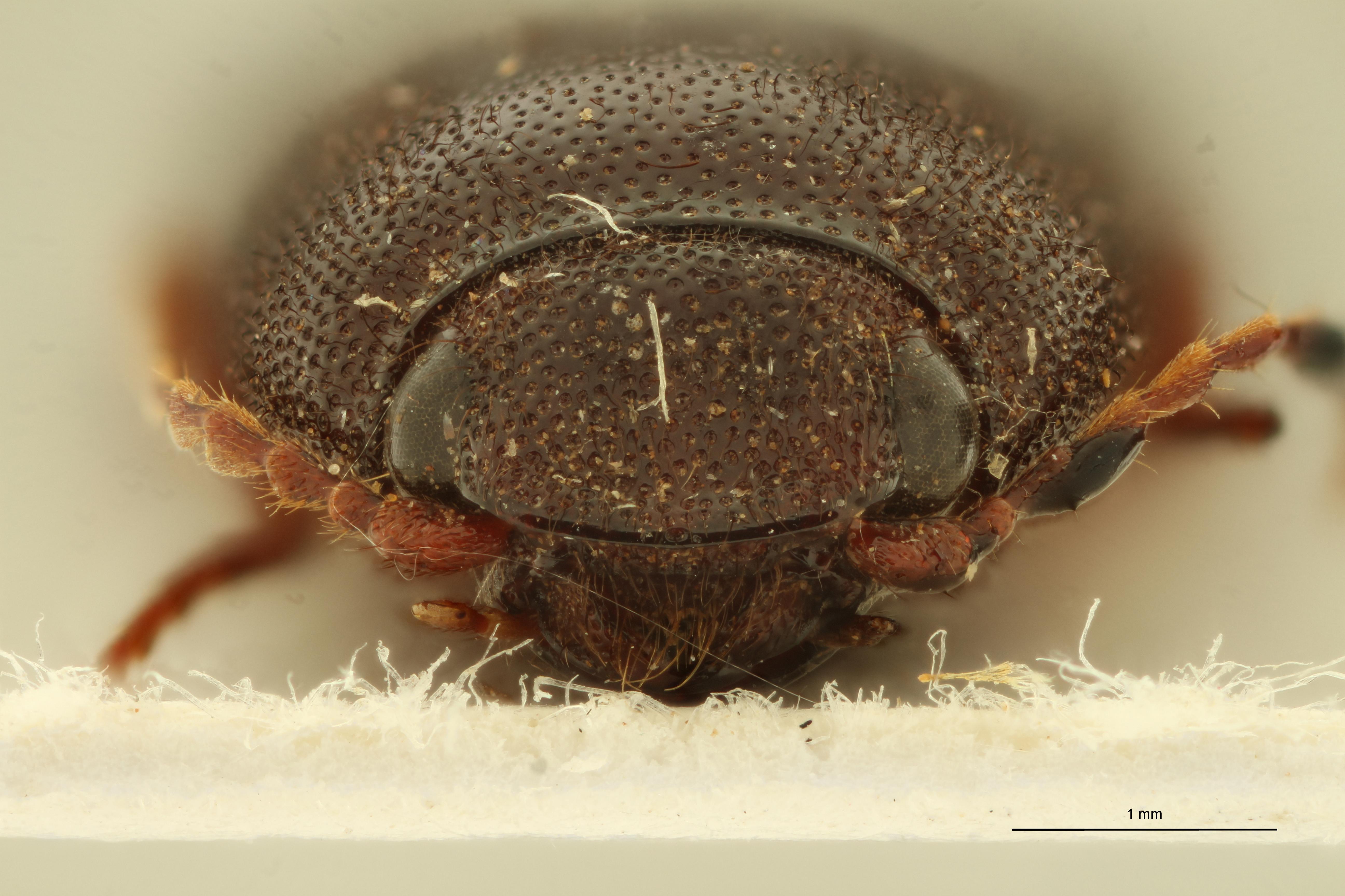 Elathous graecus M Ht F.jpg