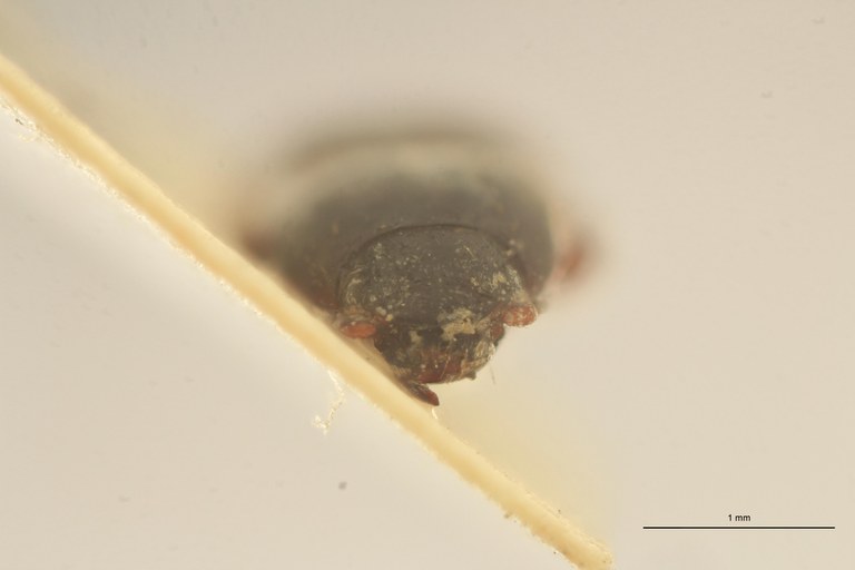 Hypnoidus himalayensis Ht F.jpg