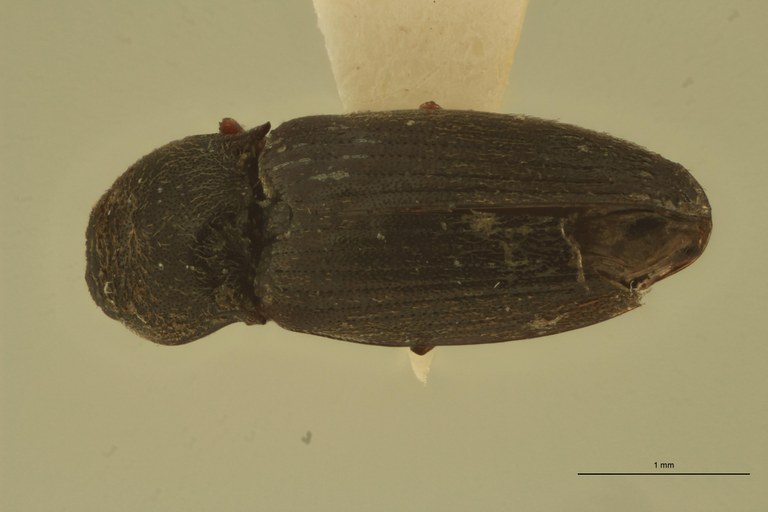 Hypnoidus nitidulus T D.jpg