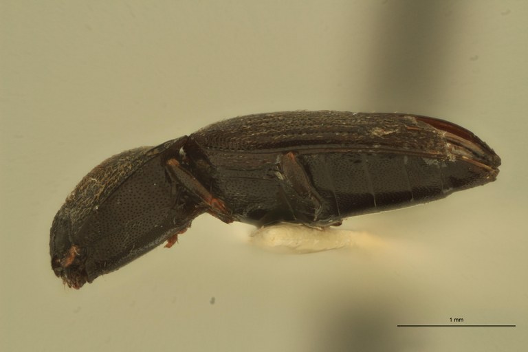 Hypnoidus nitidulus T L.jpg