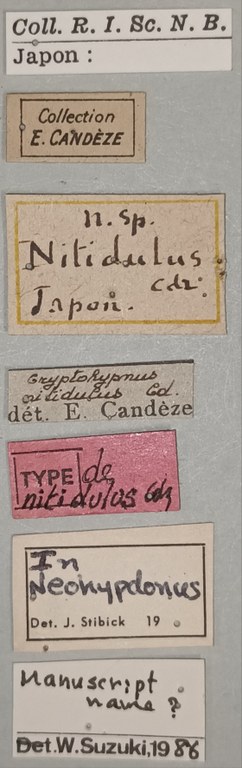 Hypnoidus nitidulus T Labels.jpg