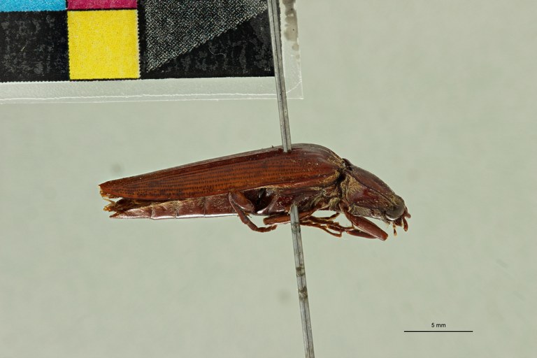 Oistus dessarti M Ht L.jpg