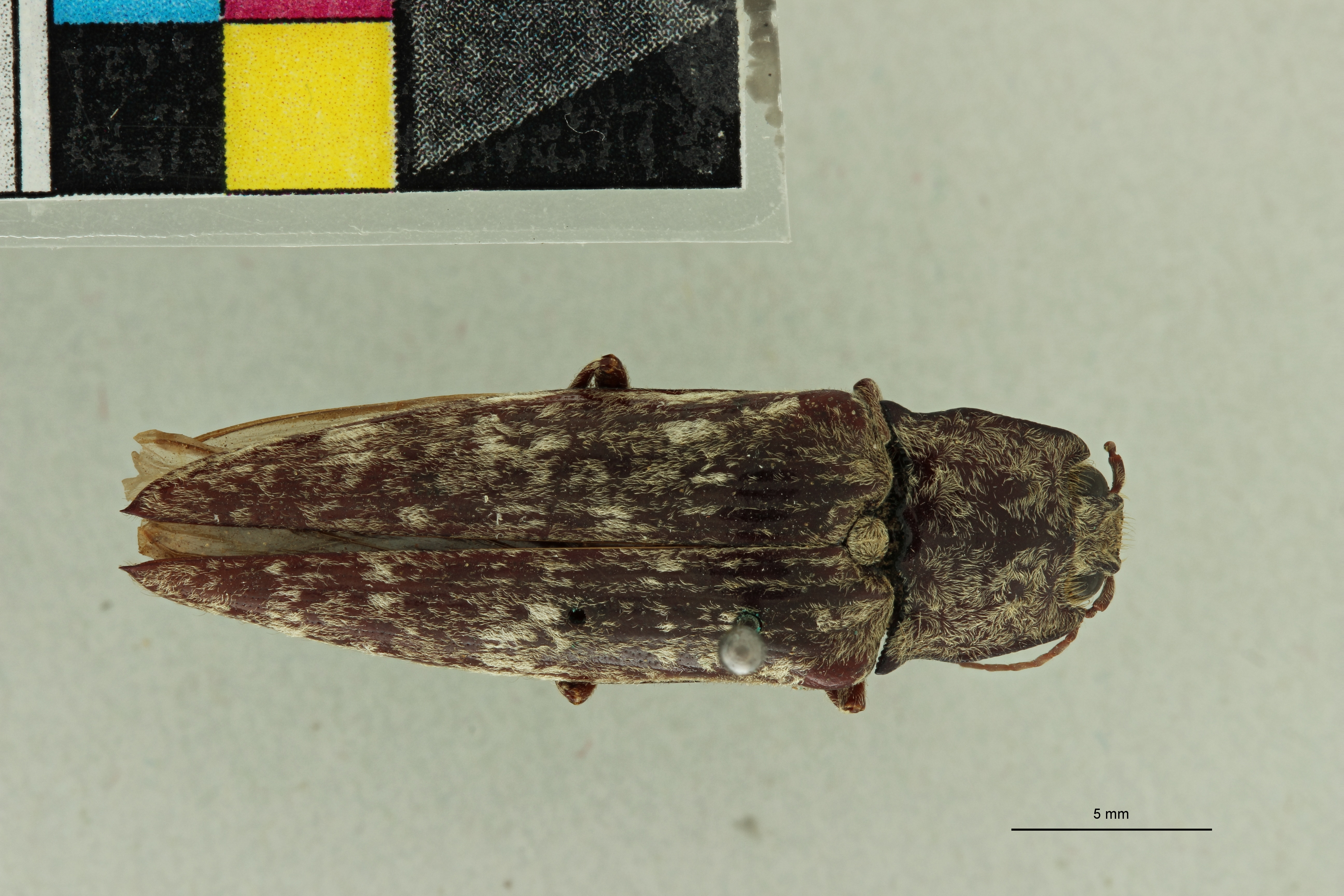 Oistus wellingbei Pt D.jpg