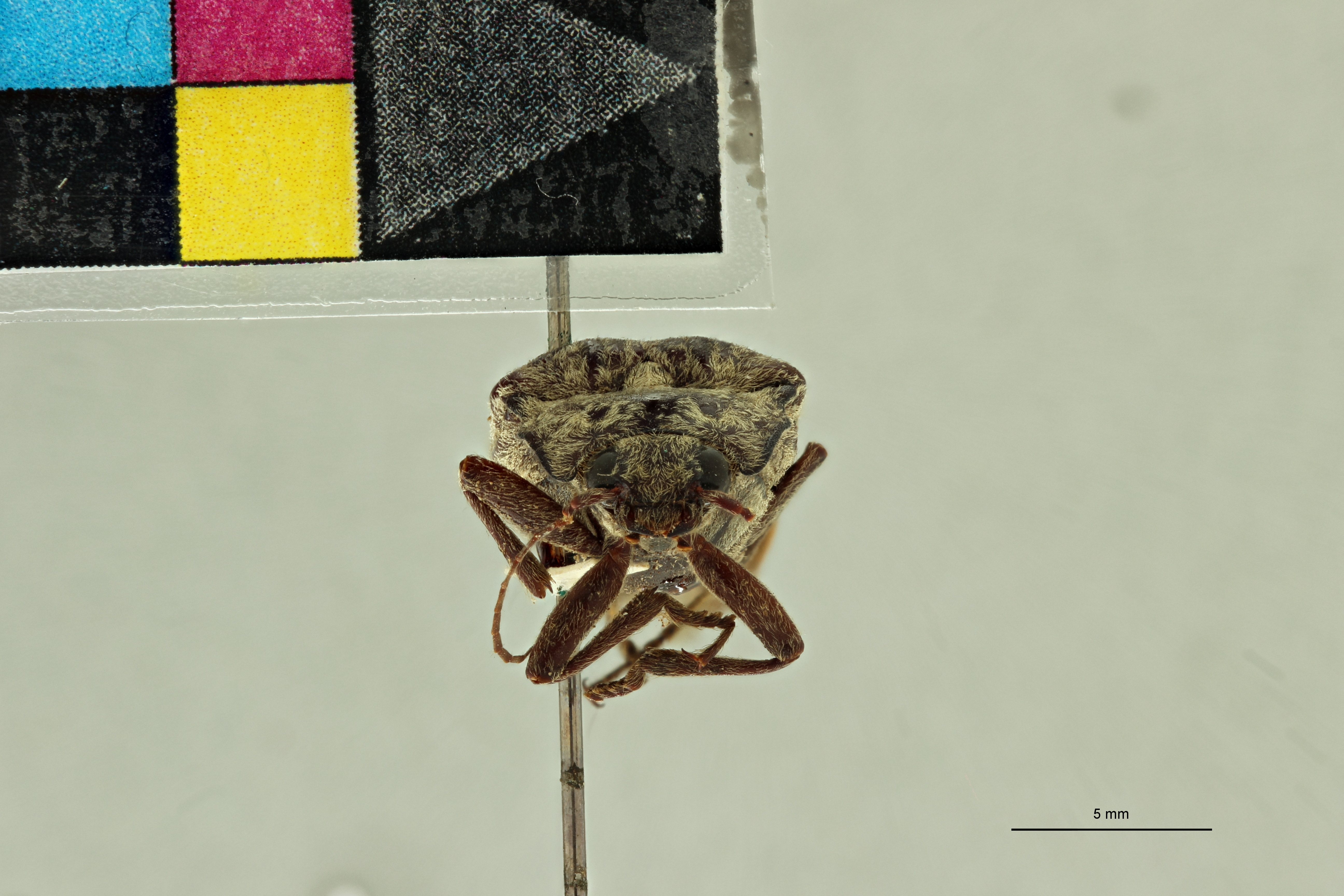 Oistus wellingbei Pt F.jpg