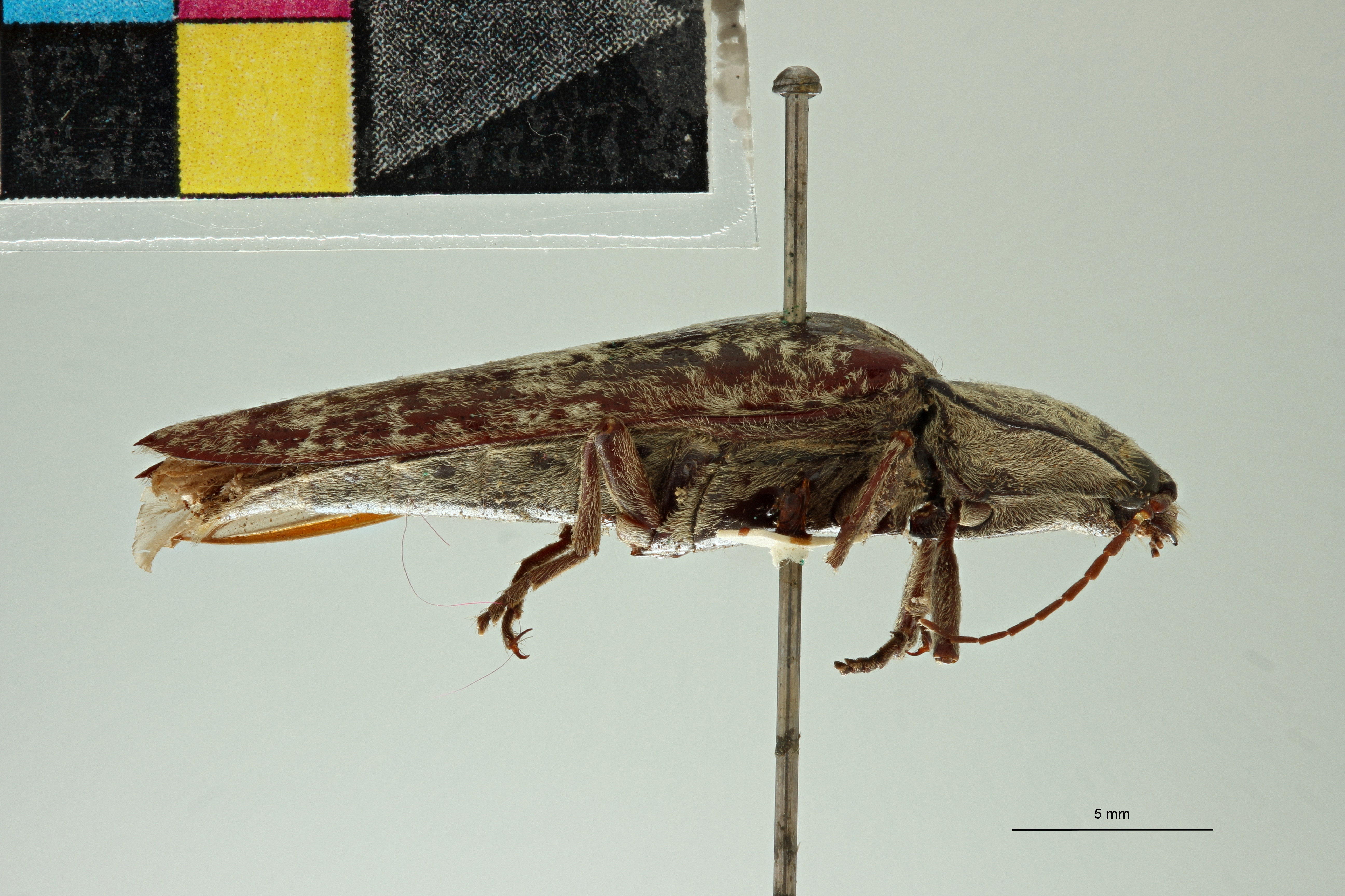 Oistus wellingbei Pt L.jpg