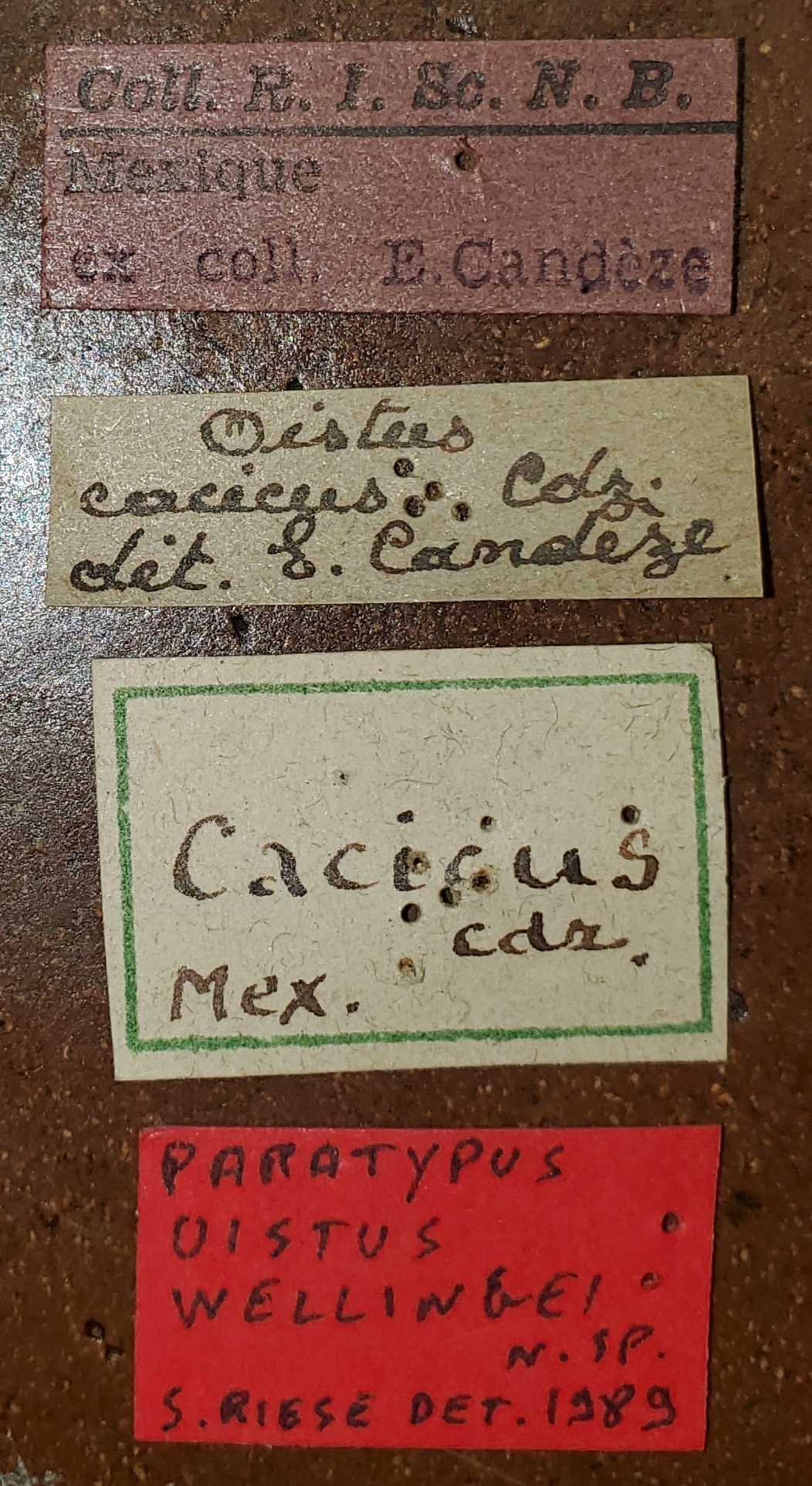 Oistus wellingbei Pt Labels.jpg