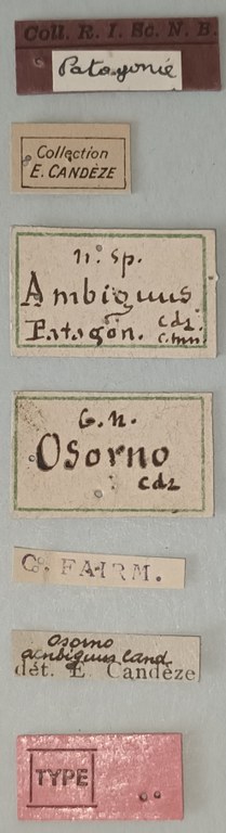 Osorno ambiguus T Labels.jpg Osorno ambiguus T Labels.jpg