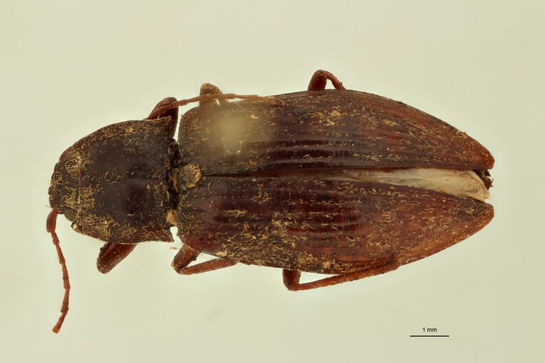 Penia opatroides T D.jpg