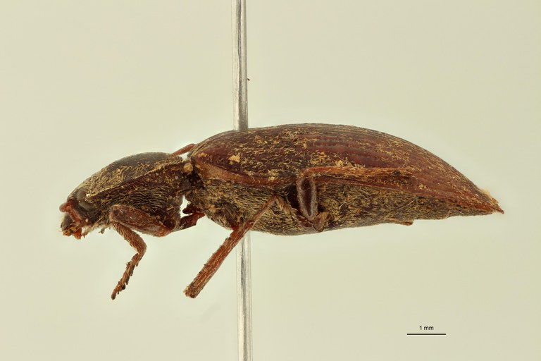 Penia opatroides T L.jpg