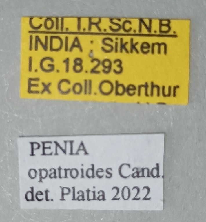 Penia opatroides T Labels.jpg