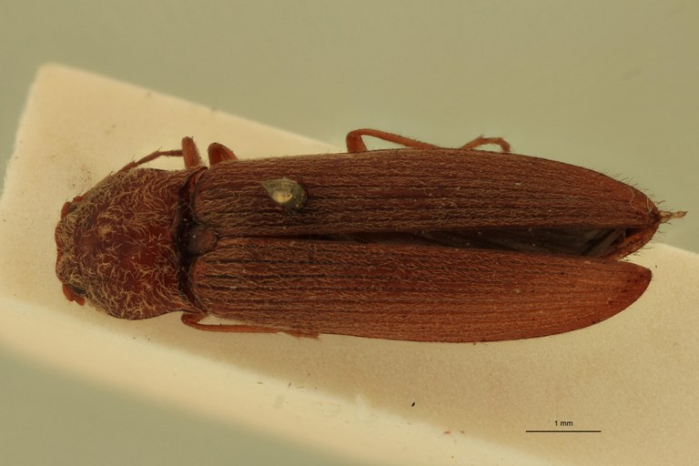 Pseudiconus mendax T D.jpg