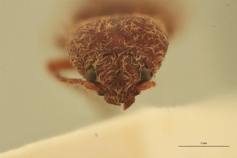 Pseudiconus mendax T F.jpg