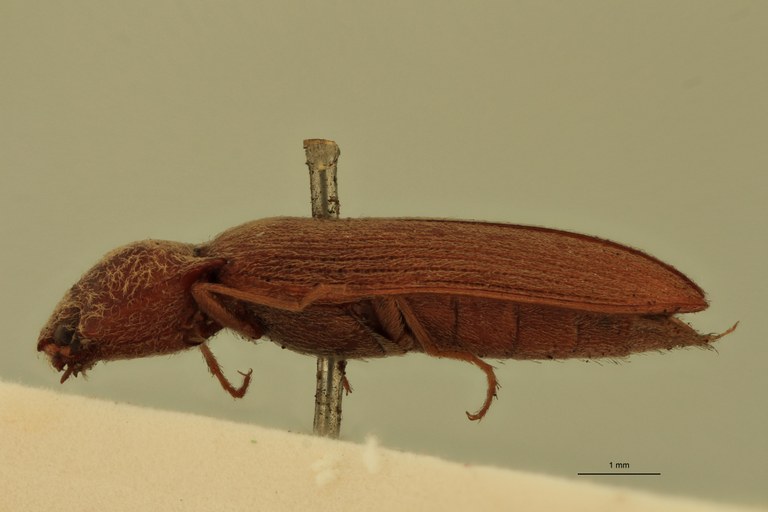 Pseudiconus mendax T L.jpg