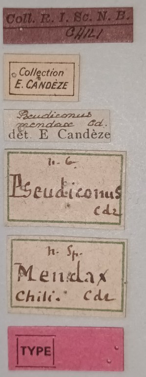 Pseudiconus mendax T Labels.jpg