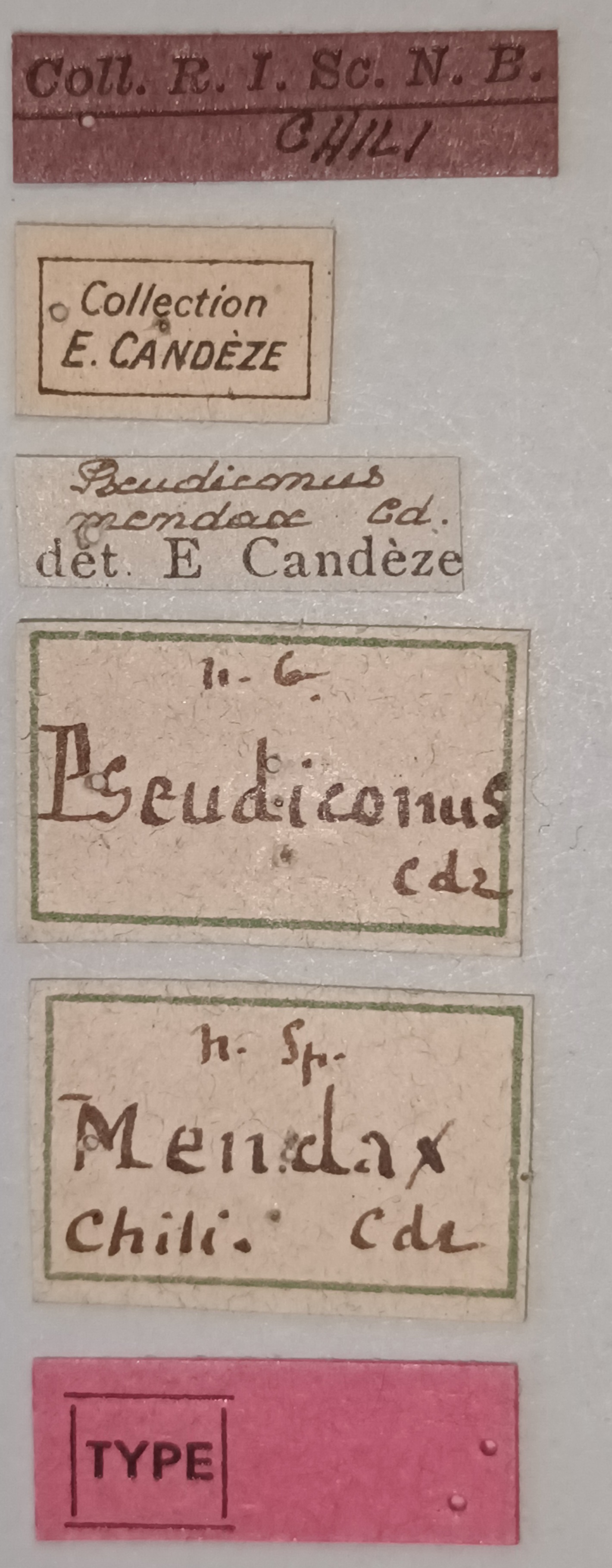 Pseudiconus mendax T Labels.jpg