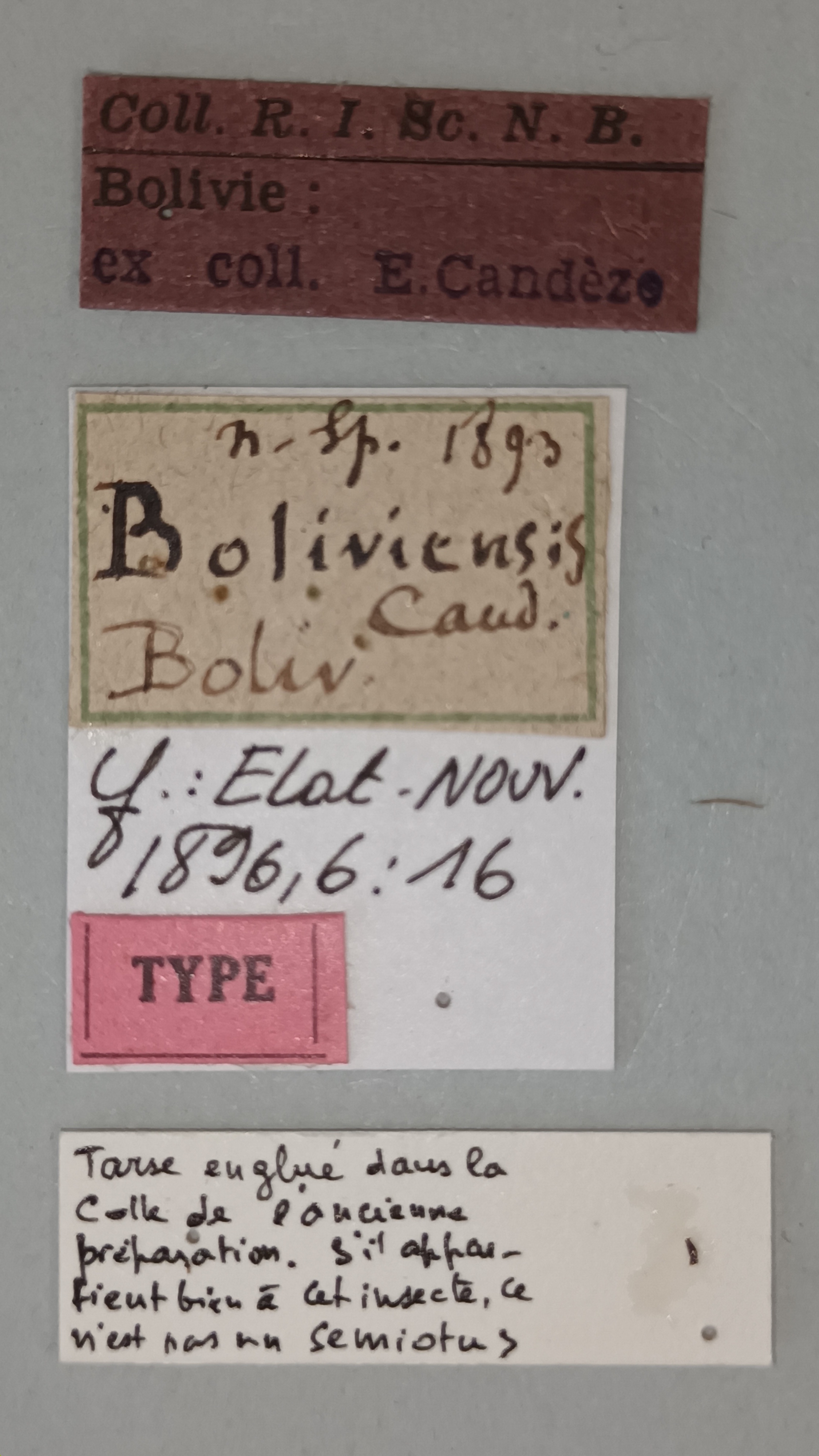 Semiotinus boliviensis T Labels.jpg