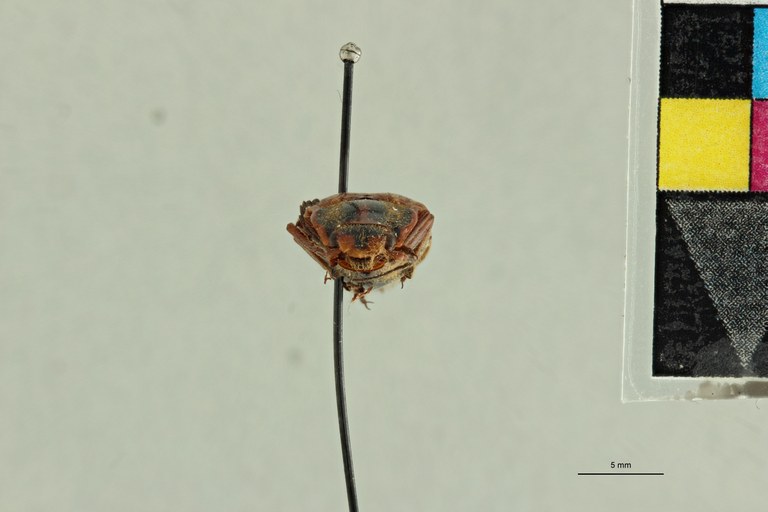 Semiotus cristatus F Ct F.jpg