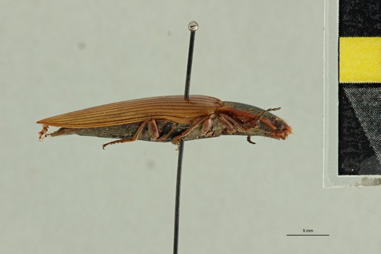 Semiotus cristatus F Ct L.jpg