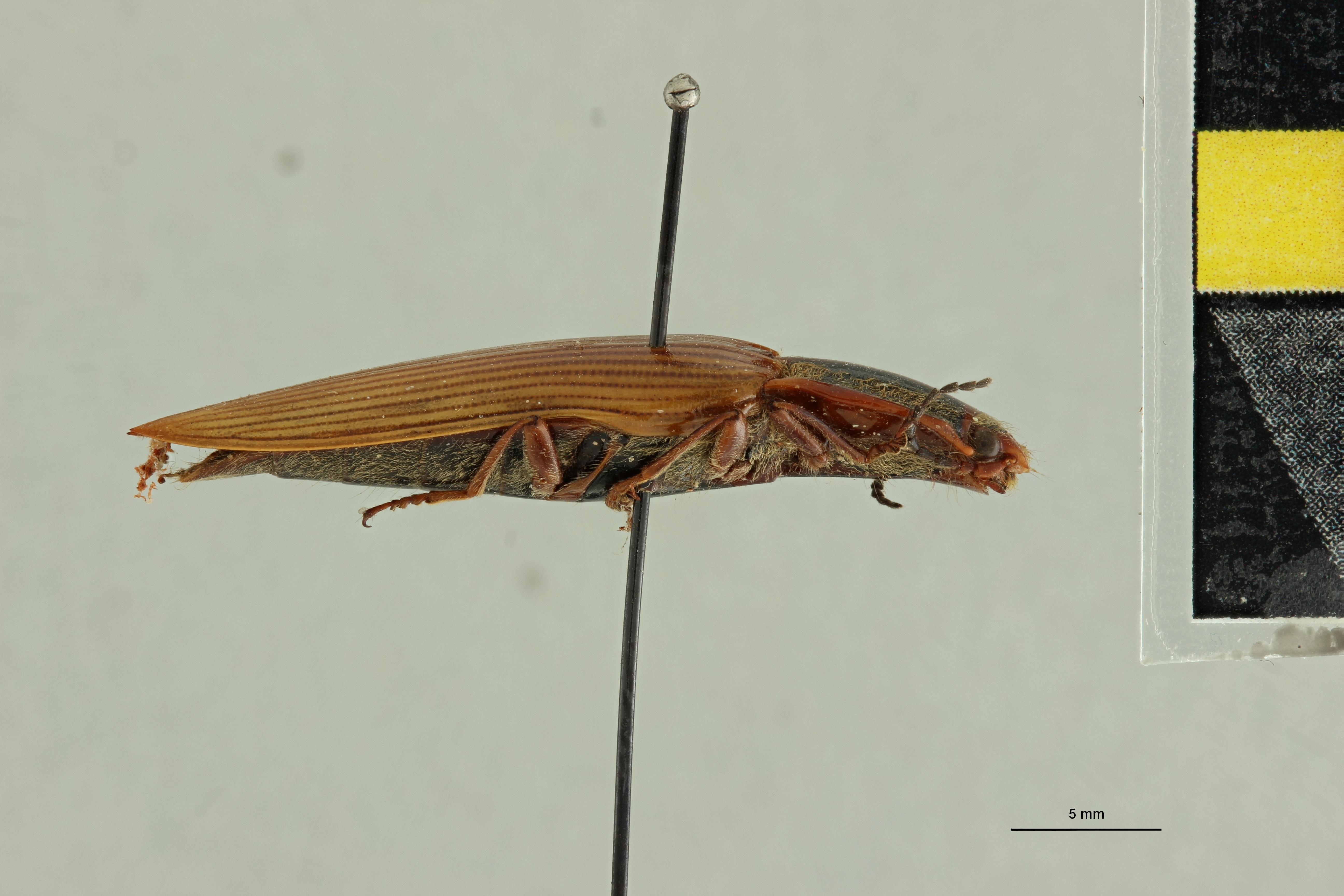 Semiotus cristatus F Ct L.jpg