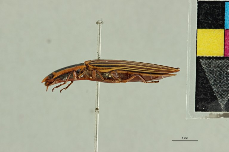 Semiotus exsolutus T L.jpg